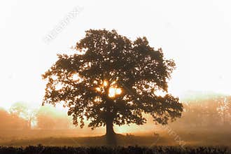 Tree Silhouette
