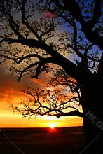 Boab tree, Kimberly, Australia