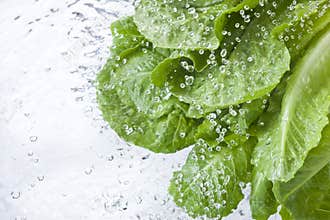 Washing Lettuce Leafy Water Spray Drops