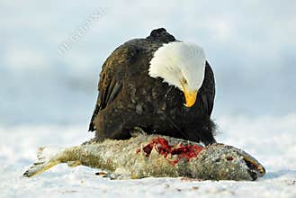 The Bald eagle ( Haliaeetus leucocephalus ) sits on snow and eats a salmon fish.