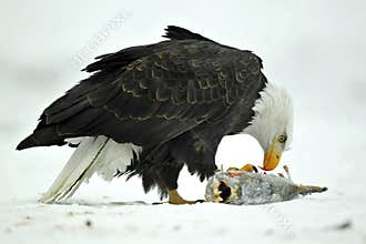 The Bald eagle ( Haliaeetus leucocephalus ) sits on snow and eats a salmon fish.