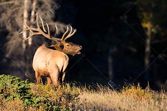 Bull elk bugling by forest
