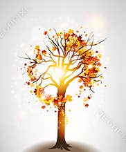 Autumn maple tree and sunlight