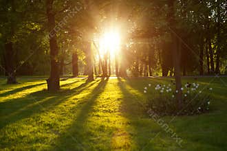 Beautiful nature at evening in spring forest, trees with sun ray