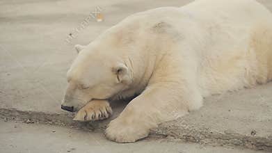 Sleeping Polar Bear