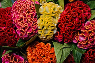 Colorful red yellow orange celosia flower
