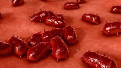 Bacteria in Human Body