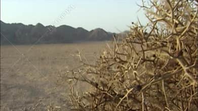 Chaparral in the Sinai desert. Egypt.