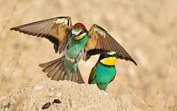 European Bee-eater