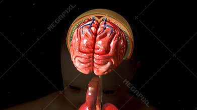 Meninges and brain