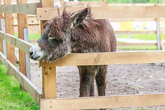 Donkey on farm, wooden fence