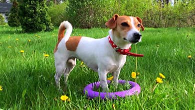 Cute puppy dog Jack Russell on fresh summer grass