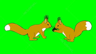 Funny squirrel running, walking and meeting friend on a green screen.Chroma key