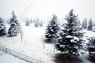 Winter Wonderland