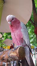 Galah parrot at zoo