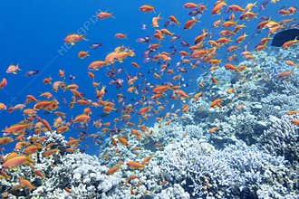 Colorful coral reef with shoal of fishes anthias in tropical sea