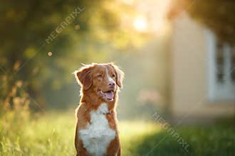 Dog walks on nature, greens, flowers Nova Scotia Duck Tolling Retriever