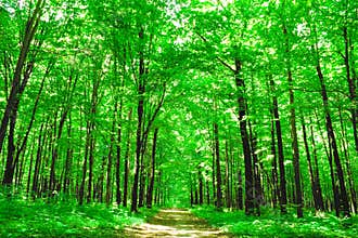 Nature