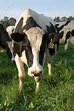 Dairy Cow