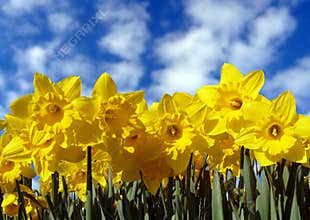Yellow daffodils and sky