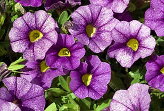 Bright Purple-veined Flowers of Calibrachoa \'Noa Blue Legend\'