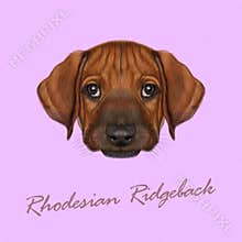 Vector Illustrated Portrait of Rhodesian Ridgeback dog.