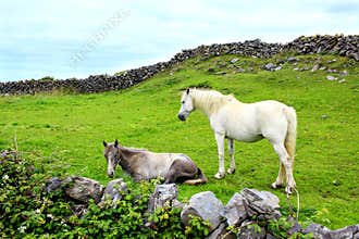 Aran island horses, Ireland
