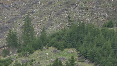 Deforestation on Mountain Slope