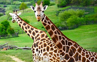 Giraffes