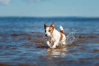 Dog Jack Russell Terrier walking