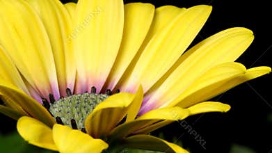 African Daisy Time-lapse