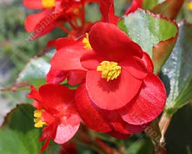Red Begonia semperflorens