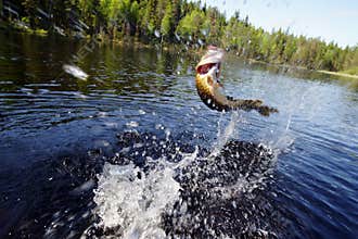 Pike