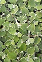 Closeup of the Foliage of the Licorice Plant