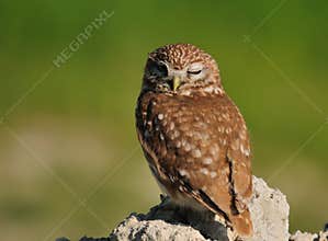 Little Owl,