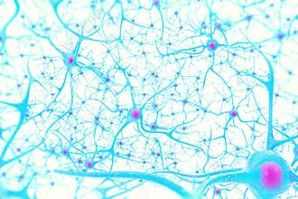 Neurons in the brain on white background with focus effect. 3d illustration