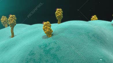 Antigen presenting cells