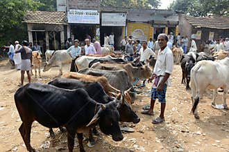 Cattle's market