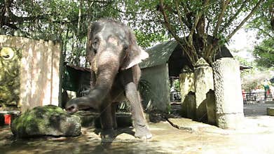 Girl is feeding elephant in the Zoo. Thailand, Phuket.