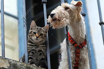 Cat and a dog