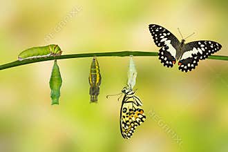 Transformation of Lime Butterfly
