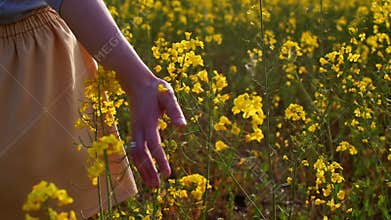 Woman's hand touching flowers closeup. dolly shot