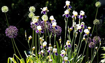Allium and iris in garden