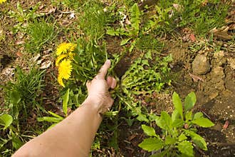 Pulling Weeds