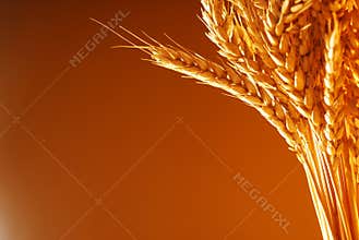 Wheat background framing
