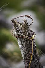 Barbed Wire
