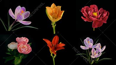 Composition of many blooming flowers Timelapse 4k