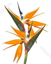 Bird of Paradise Strelitzia isolated