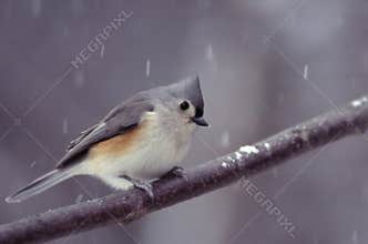 Tufted Titmouse on a Snowy Day