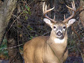 Whitetail Deer Buck